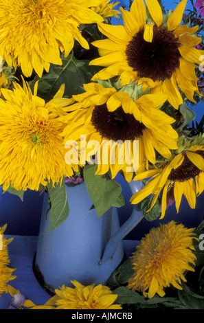 Smalto francese brocca di Helianthus annus single e double girasoli Foto Stock