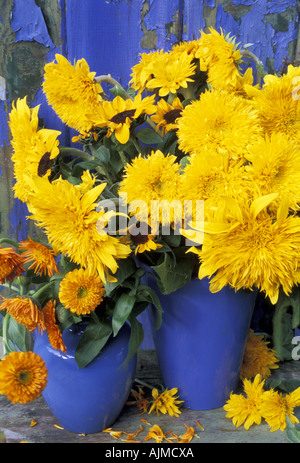 Blu cina vasi riempiti di Helianthus annus Calendula Officianalis doppia e singola girasoli e Le calendule Foto Stock