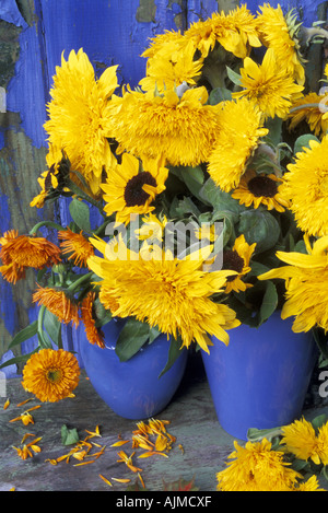 Blu cina vasi riempiti di Helianthus annus Calendula Officianalis doppia e singola girasoli e Le calendule Foto Stock