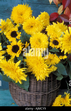 Cesto in Vimini di Helianthus annus Single e Double Girasoli contro la porta del giardino Foto Stock