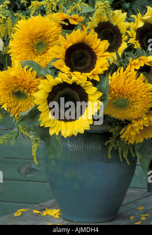 Helianthus annus e Solidago single e double girasoli e Verga d'oro in verde piatto smaltato Foto Stock