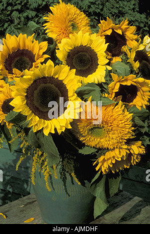 Helianthus annus e Solidago single e double girasoli e Verga d'oro in verde piatto smaltato Foto Stock