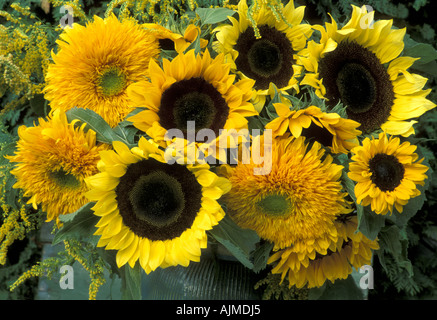 Singole e Doppie - girasole Helianthus annus,e orsacchiotti in verde piatto smaltato Foto Stock