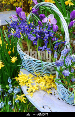 Lampadine a molla in contenitori sul patio. .Carrello contiene Iris reticulata ' armonia' Narciissus Tete a Tete e uva Hyacimths. Foto Stock