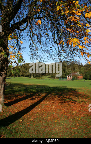 Colata ad albero il suo lasciando durante l'autunno in Lurgan Park, nella contea di Armagh, Irlanda del Nord Foto Stock