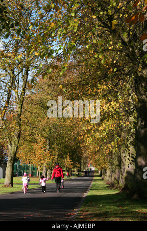 Viale alberato in Lurgan Park, nella contea di Armagh, Irlanda del Nord Foto Stock