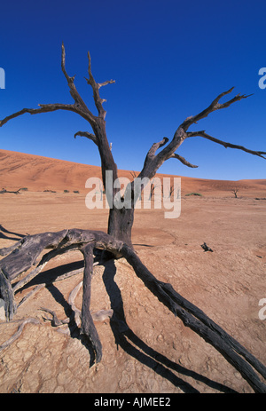 La Namibia scheletro di 500 anni di Acacia a Dead Vlei Namibia Foto Stock