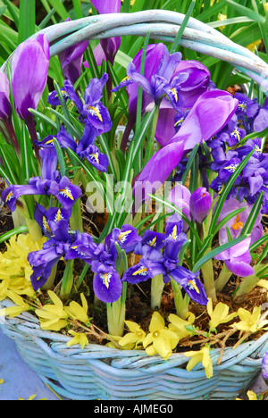 Dipinto di Cesto in Vimini delle lampadine della molla. Iris Reiculata, ' ' di armonia e grande Olandese, crocus vernus blu. Foto Stock