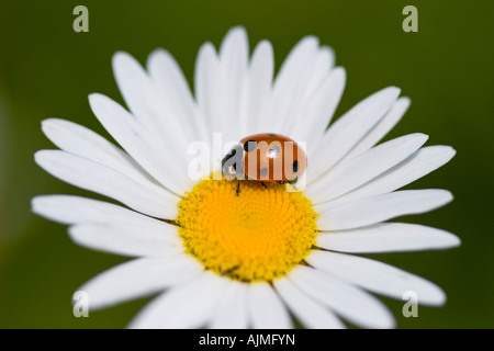 Sette-spot Ladybird (Coccinella septempunctata) su Oxeye daisy flower Foto Stock