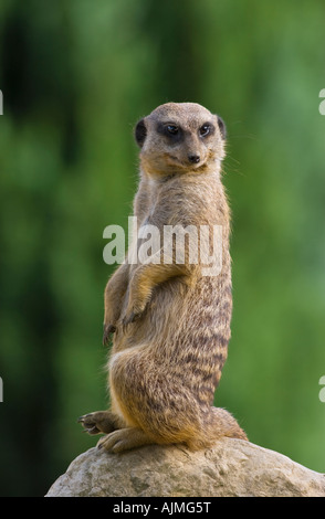 Meerkat o Suricate (Suricata suricatta) su guardare fuori per i predatori Foto Stock
