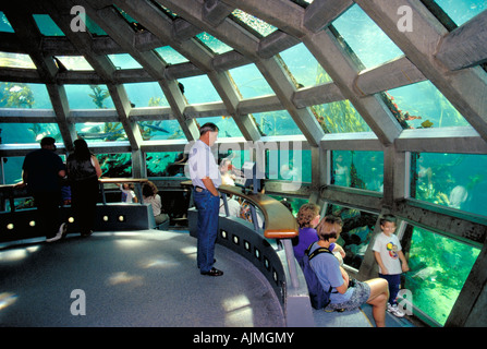 Elk254 1840 Washington Seattle Waterfront Aquarium di Seattle Foto Stock