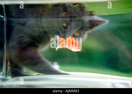 Cat guardando un goldfish Foto Stock