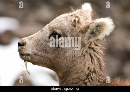 Si tratta di un bambino big horn pecore nella parte settentrionale del Parco Nazionale di Yellowstone. Foto Stock