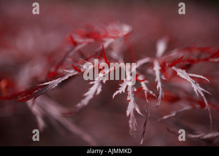 Acero giapponese acer palmatum drago rosso Foto Stock