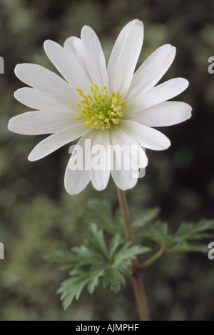 Anemone blanda " splendore bianco' Windflower AGM. Foto Stock