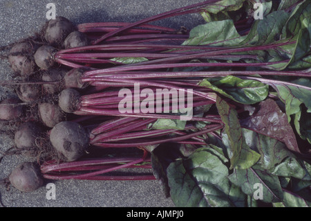 Beta vulgaris " Boltardy' AGM barbabietole appena sollevato. Foto Stock