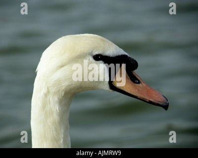 Adulto cigno in testa close up pongono Foto Stock