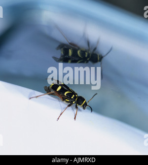Wasp Beetle; Clytus arietus Foto Stock