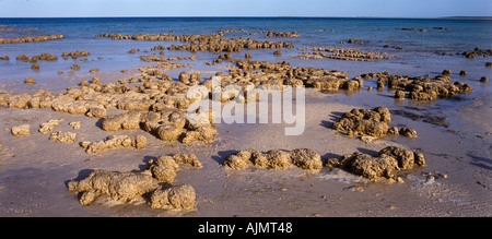 Stromatolites (fossili viventi), Hamelin Pool, Shark Bay World Heritage, Western Australia, panoramica Foto Stock