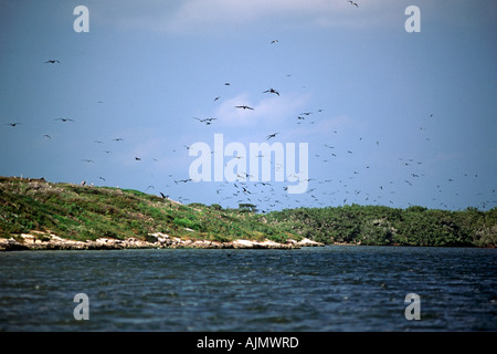 Le fregate (Fregatus magnificens) battenti intorno a Isla Contoy Bird Sanctuary e Parco Nazionale vicino a Cancun in Messico. Foto Stock