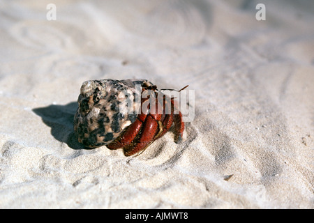 Piccoli granchi sulla spiaggia di Isla Contoy parco nazionale e il santuario degli uccelli al largo della costa di Cancun nello Stato messicano dello Yucatan. Foto Stock