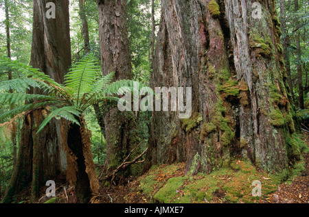 400 anni di Eucalyptus regnans, Styx Valley, Tasmania, Australia Foto Stock