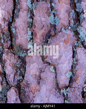 Close up di Abbaio di un pino silvestre tree, Scotland, Regno Unito Foto Stock