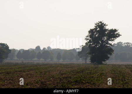 Guardando attraverso un campo nel lato del paese con pochi alberi intorno Foto Stock