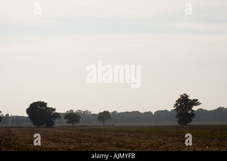 Guardando attraverso un campo nel lato del paese con pochi alberi intorno Foto Stock