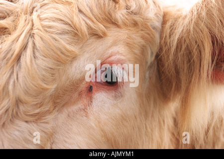 Primo piano di un toro di nome guai. Foto Stock