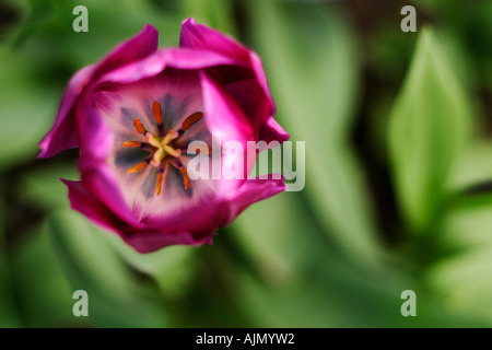 Viola tulip, tulipa, visto dal di sopra con uno sfondo di foglie verdi. Profondità di campo con il focus sull'stame. Foto Stock