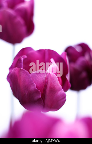 Vista laterale del viola i tulipani, nome latino tulipa, contro uno sfondo bianco. Foto Stock