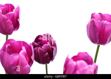 Vista laterale del viola i tulipani, nome latino tulipa, contro uno sfondo bianco. Focus è sul centro tulip. Foto Stock