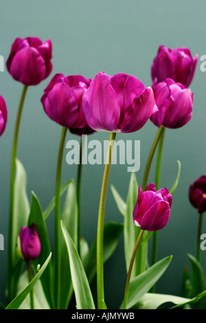 Vista laterale del viola i tulipani, nome latino tulipa, contro uno sfondo verde. Foto Stock