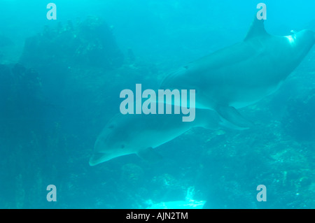 I delfini nuotare in tourquoise acqua colorata al Seaworld di Orlando in Florida usa Foto Stock