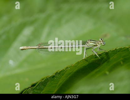Un verde pallido fanciulla fly poggia su una foglia tra attacchi di ricerca di preda di insetti Foto Stock