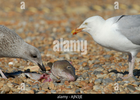 Un adulto e un bambino Herring Gull Larus argentatus condividono la testa di un codling Gadus morhua Foto Stock