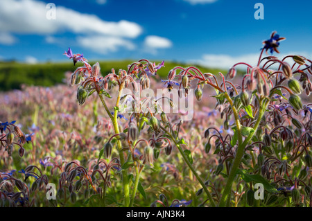 Un campo di borragine crescente vicino Fovant Wiltshire Downs Inghilterra UK NR Foto Stock