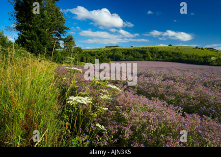 Un campo di borragine crescente vicino Fovant Wiltshire Downs Inghilterra UK NR Foto Stock