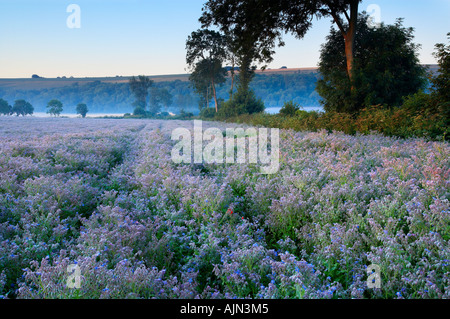 Una mattina d'estate al di sopra di un campo di borragine crescente vicino Fovant Wiltshire Downs Inghilterra UK NR Foto Stock