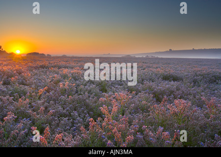 Sunrise su una mattina d'estate al di sopra di un campo di borragine crescente vicino Fovant Wiltshire Downs Inghilterra UK NR Foto Stock