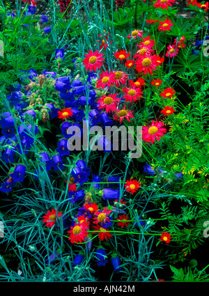 Fiori di Primavera Inghilterra uk europa Foto Stock
