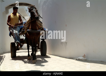 Un cavallo e il carrello passa pollici da un gatto sdraiato in ombra nelle strette stradine bianche della Medina, Asilah / Arzila Foto Stock