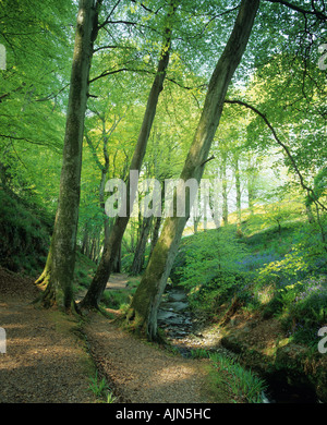 Groudle Glen Isola di Man Regno Unito Foto Stock