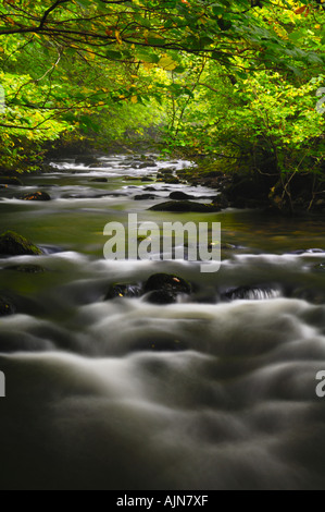 Fiume Brathay nel bosco a valle della forza Colwith cascata nel Parco nazionale del Lake District Cumbria Inghilterra England Foto Stock