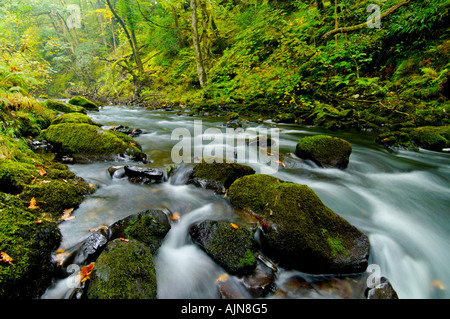 Fiume Brathay nel bosco a valle della forza Colwith cascata nel Parco nazionale del Lake District Cumbria Inghilterra England Foto Stock