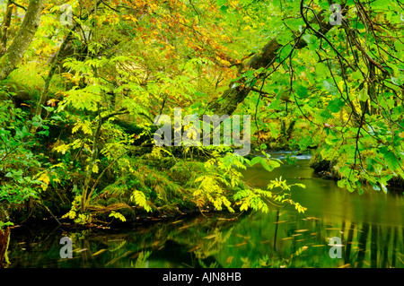 Fiume Brathay nel bosco a valle della forza Colwith cascata nel Parco nazionale del Lake District Cumbria Inghilterra England Foto Stock