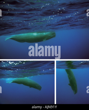 La sequenza di immagini che mostra un capodoglio immersioni subacquee Foto Stock