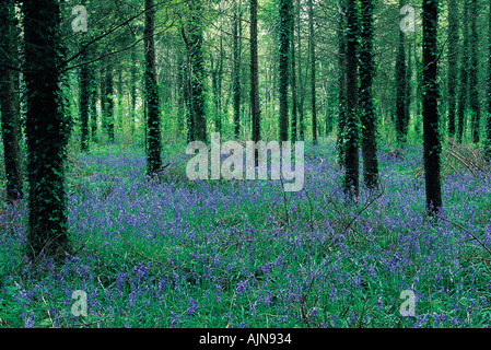 Un bosco tappezzate con bluebells a inizio estate Haldon sulle colline vicino a Exeter Devon Gran Bretagna Foto Stock