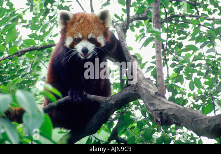 Rosso o panda minore Ailurus fulgens Nepal sud-ovest della Cina Foto Stock